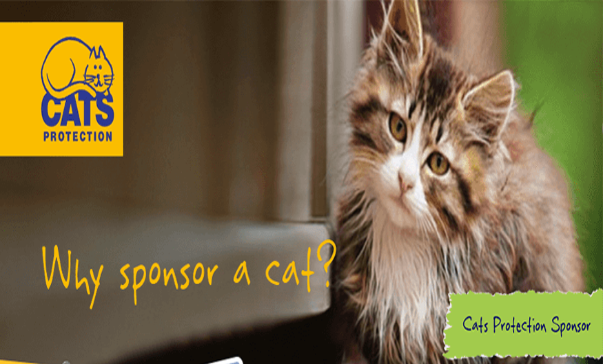 Cats Protection Sponsorship